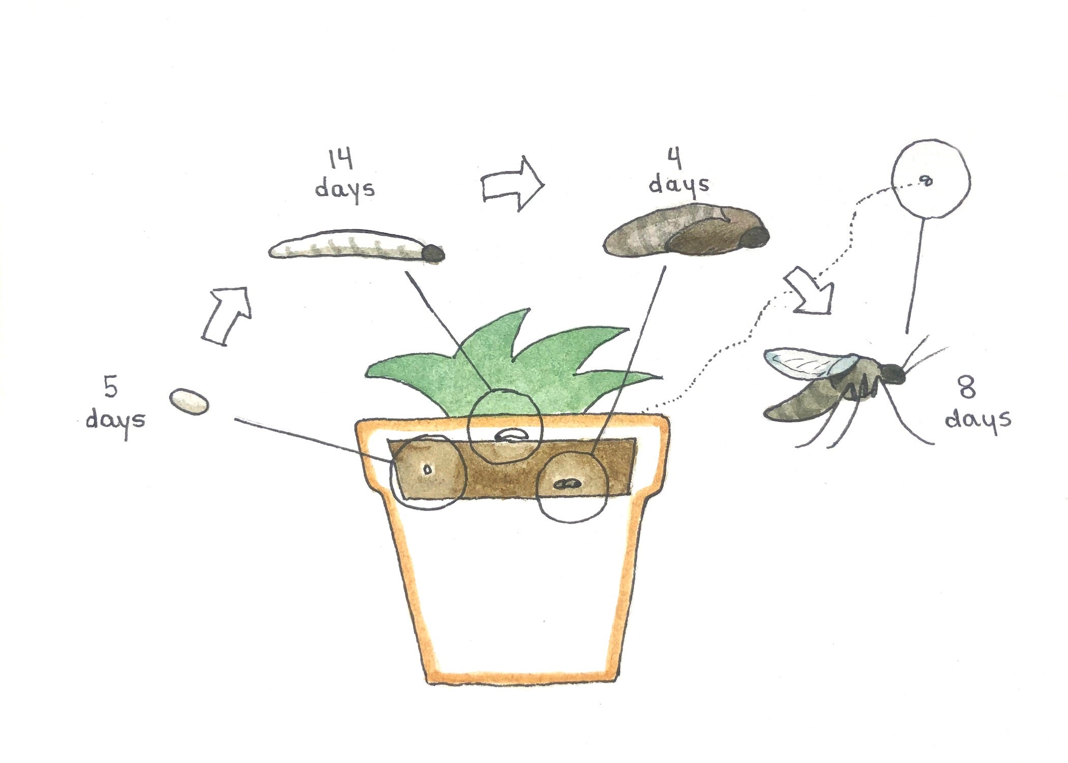 How to Get Rid of Fungus Gnats for Indoor Plants - Dossier Blog