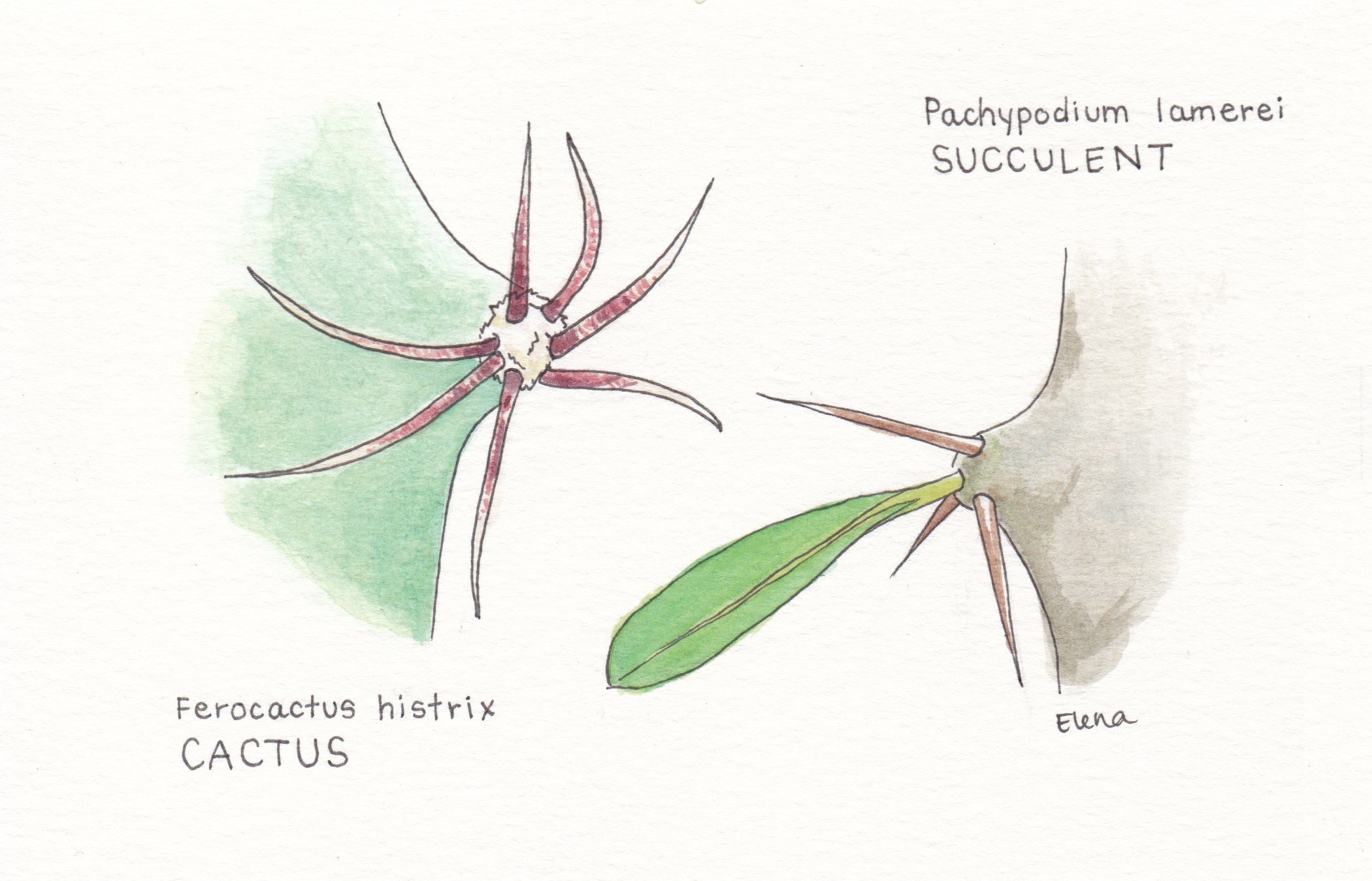 Cacti & Succulents: What's the Difference? | Plant Shop Chicago